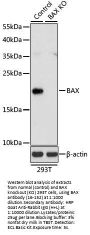 BAX Antibody, KO Validated