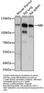 ABR Antibody