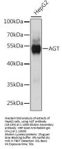AGT Antibody