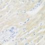 BMP2 Antibody