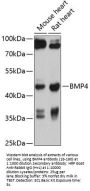 BMP4 Antibody