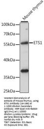 ETS1 Antibody