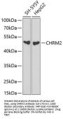 CHRM2 Antibody