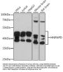 HNRNPD Antibody