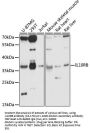 IL10RB Antibody