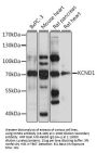 KCND1 Antibody