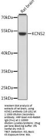 KCNS2 Antibody