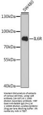 IL6R Antibody