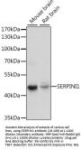 SERPINI1 Antibody