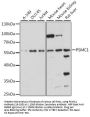 PSMC1 Antibody
