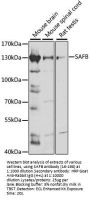 SAFB Antibody