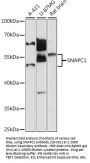 SNAPC1 Antibody