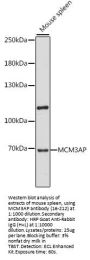 MCM3AP Antibody