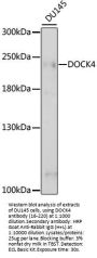 DOCK4 Antibody