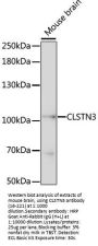 CLSTN3 Antibody