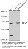 SIN3A Antibody