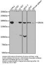 SIN3A Antibody