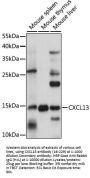 CXCL13 Antibody