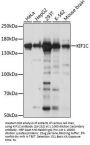 KIF1C Antibody