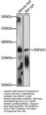 ZNF423 Antibody
