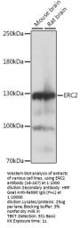ERC2 Antibody