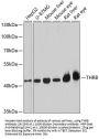 THRB Antibody