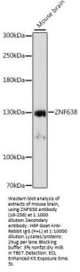 ZNF638 Antibody