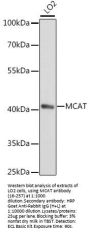 MCAT Antibody