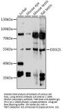 DDX25 Antibody