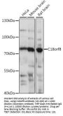 C18orf8 Antibody
