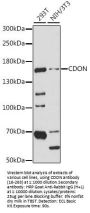CDON Antibody