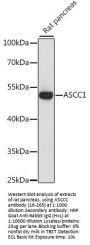 ASCC1 Antibody