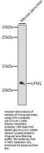 UFM1 Antibody