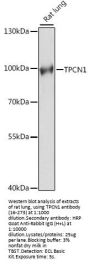 TPCN1 Antibody