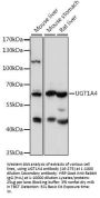UGT1A4 Antibody