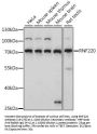 RNF220 Antibody