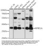 RPRD1A Antibody
