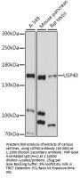 USP40 Antibody