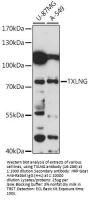 TXLNG Antibody