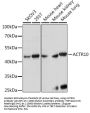 ACTR10 Antibody