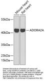 ADORA2A Antibody