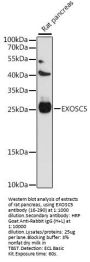 EXOSC5 Antibody