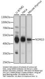 NDRG3 Antibody