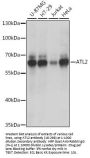 ATL2 Antibody