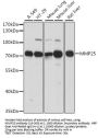 MMP25 Antibody