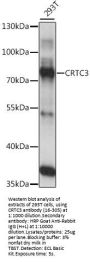 CRTC3 Antibody