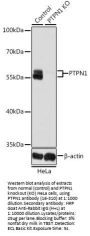 PTPN1 Antibody, KO Validated