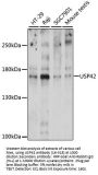 USP42 Antibody