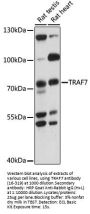 TRAF7 Antibody
