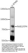 RAB11FIP4 Antibody